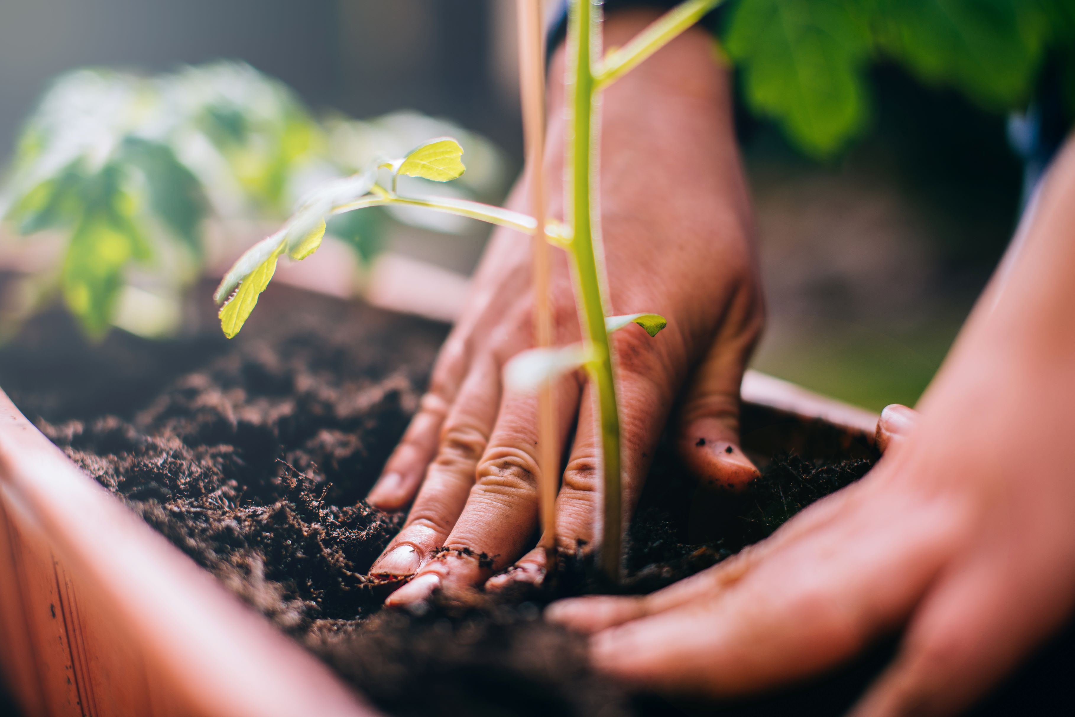 Hands potting a plant Hands potting a plant