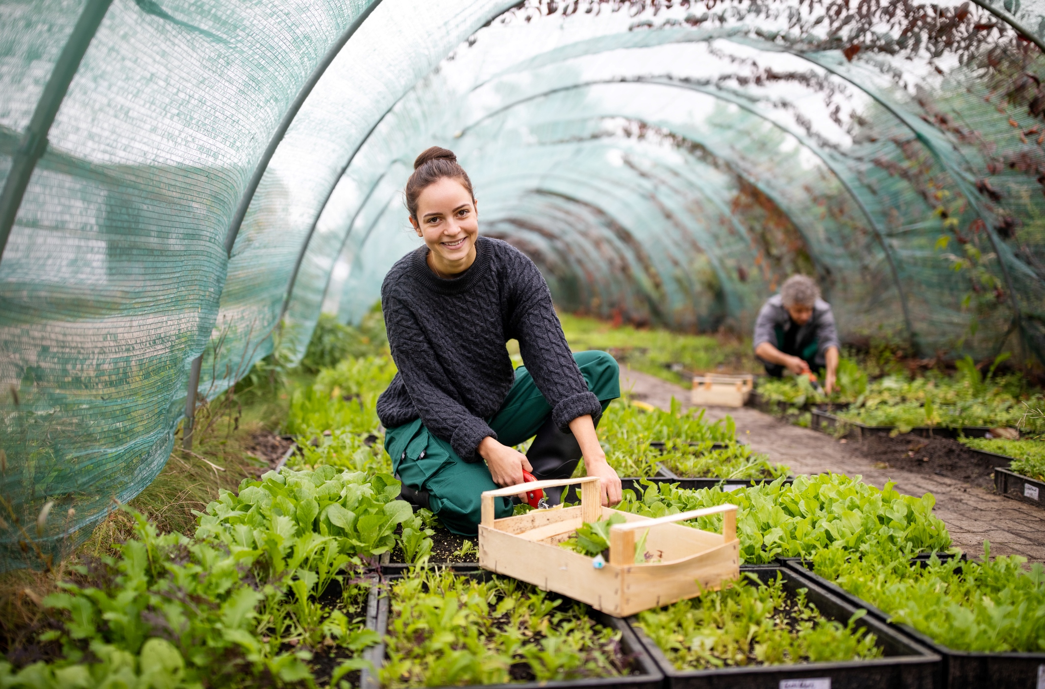 Person doing gardening in a polytunnel