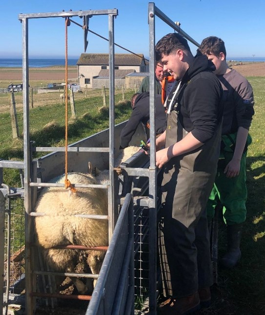 Rural Skills students livestock handling