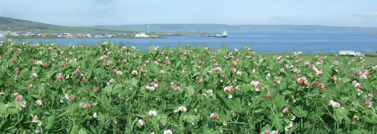 A field of plants