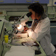 Student looking through microscope